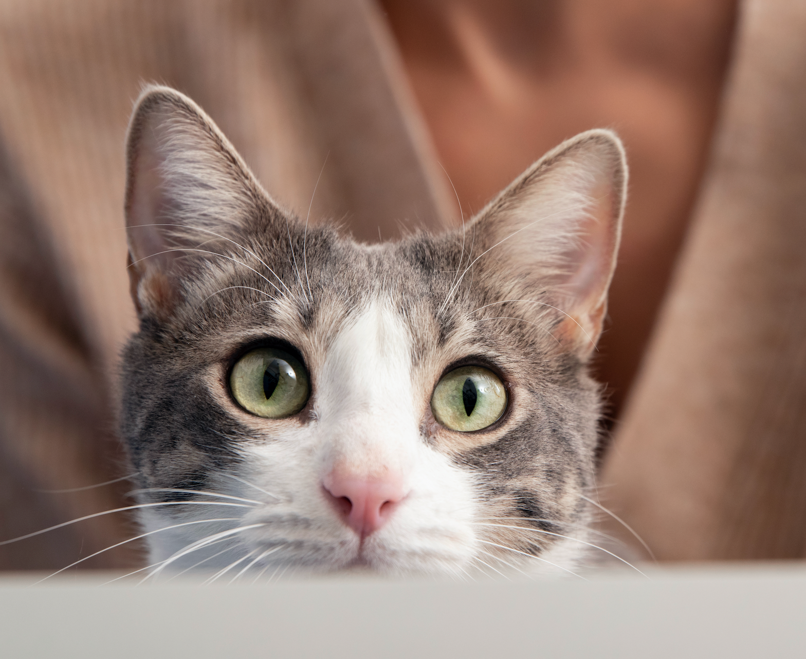 Image Title Alt Image